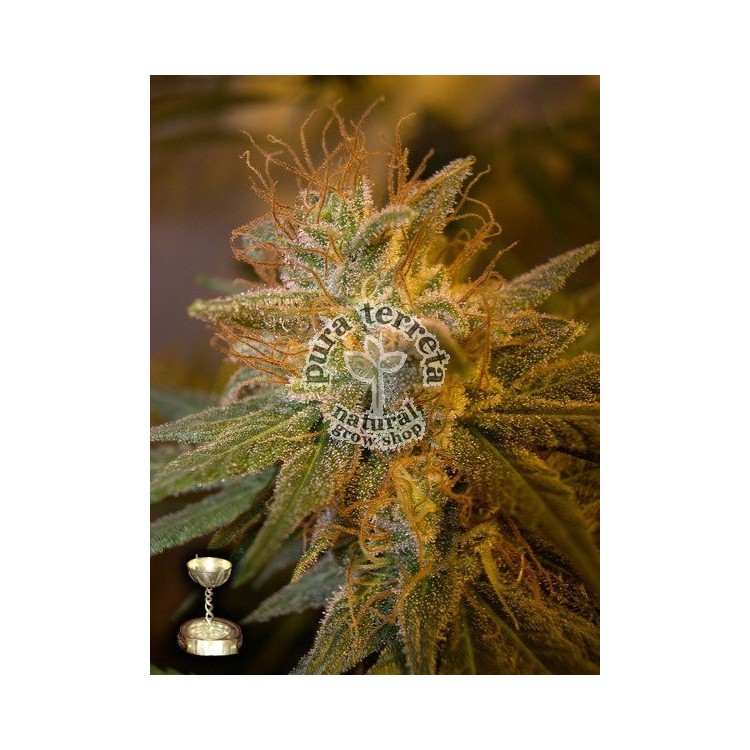 Kushberry Dna Genetics