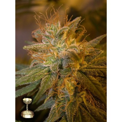 Kushberry Dna Genetics