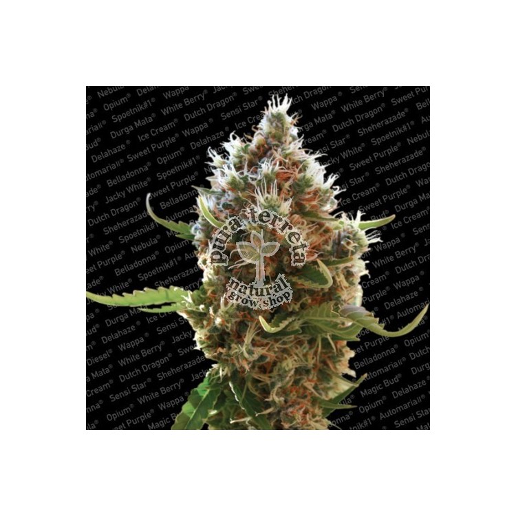 Lucid Bolt Paradise Seeds