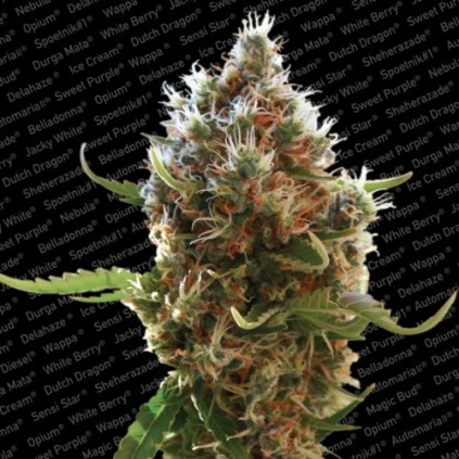 Lucid Bolt Paradise Seeds