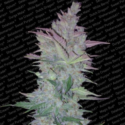 Vertigo Paradise Seeds