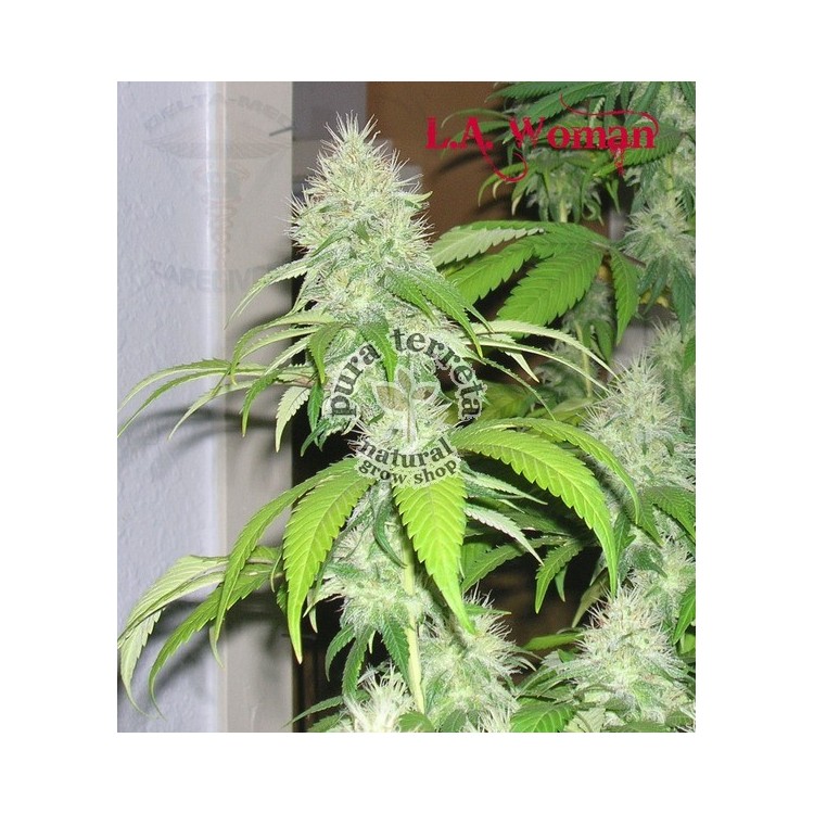LA Woman Dna Genetics
