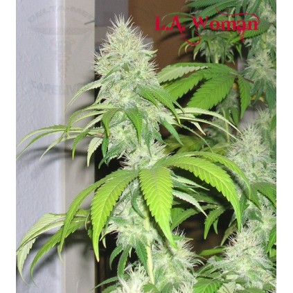 LA Woman Dna Genetics