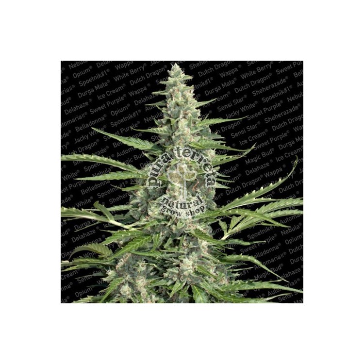 Pandora Paradise Seeds