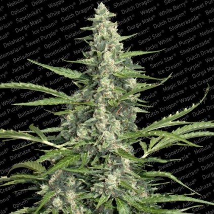Pandora Paradise Seeds