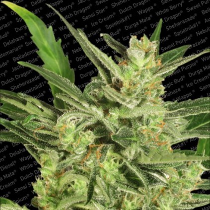 Automaria II Paradise Seeds