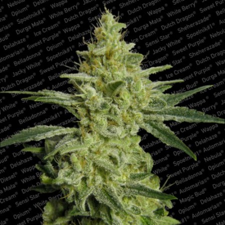 Allkush Paradise Seeds 