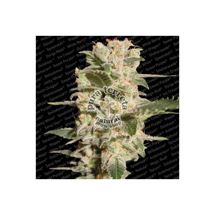 Belladonna Paradise Seeds 
