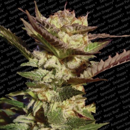 Durga Mata Paradise Seeds 