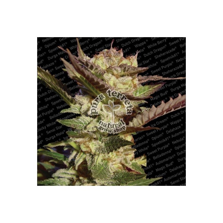Durga Mata Paradise Seeds 