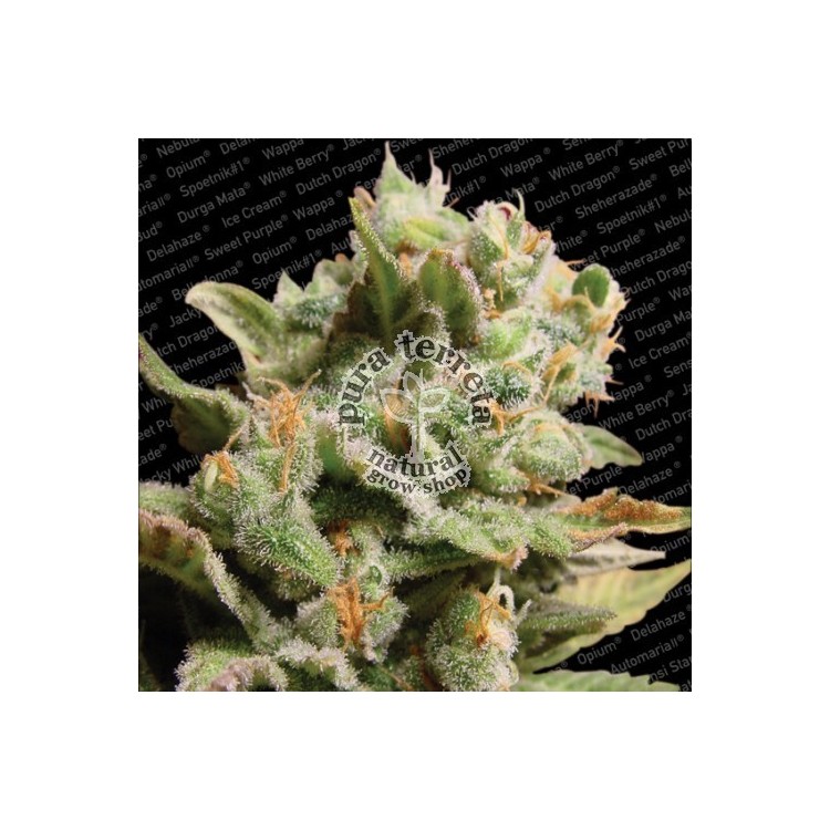 Dutch Dragon  Paradise Seeds 