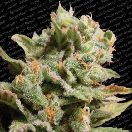 Dutch Dragon  Paradise Seeds 