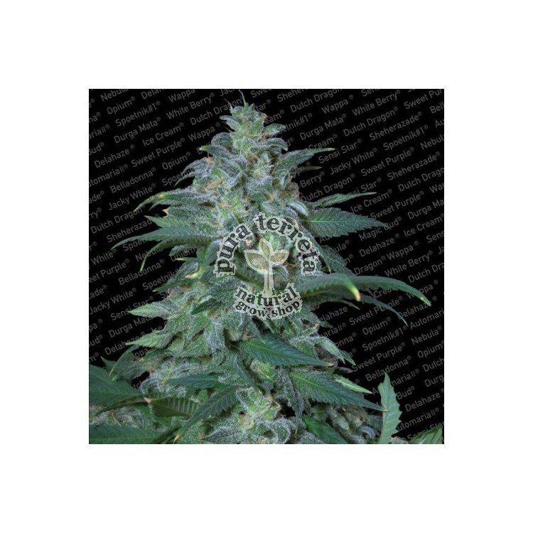 Magic Bud Paradise Seeds 