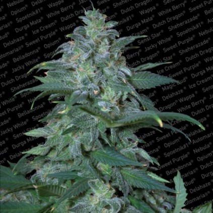 Magic Bud Paradise Seeds 