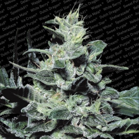 Nebula Paradise Seeds 