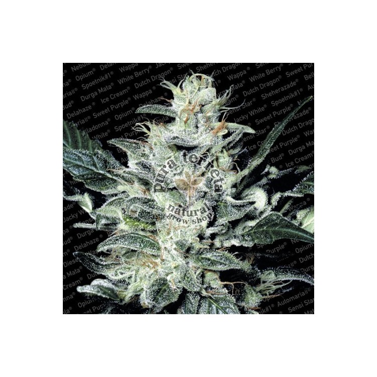 Sensi Star Paradise Seeds 