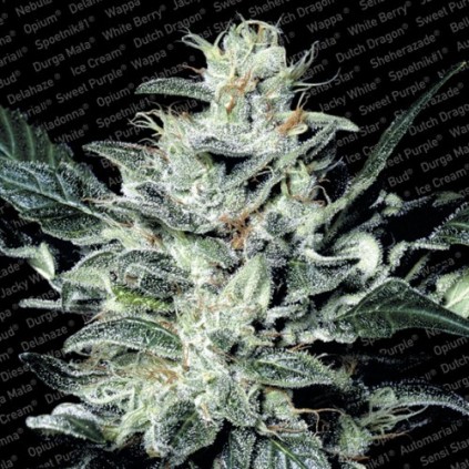 Sensi Star Paradise Seeds 