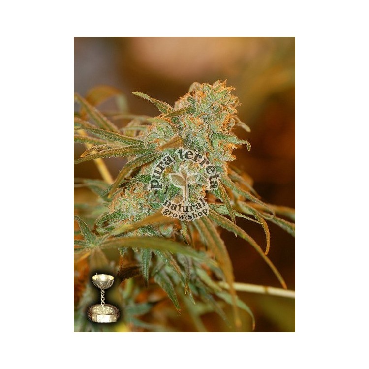 Lemon Skunk Dna Genetics
