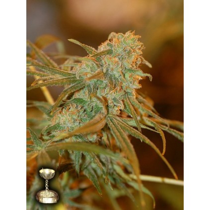 Lemon Skunk Dna Genetics