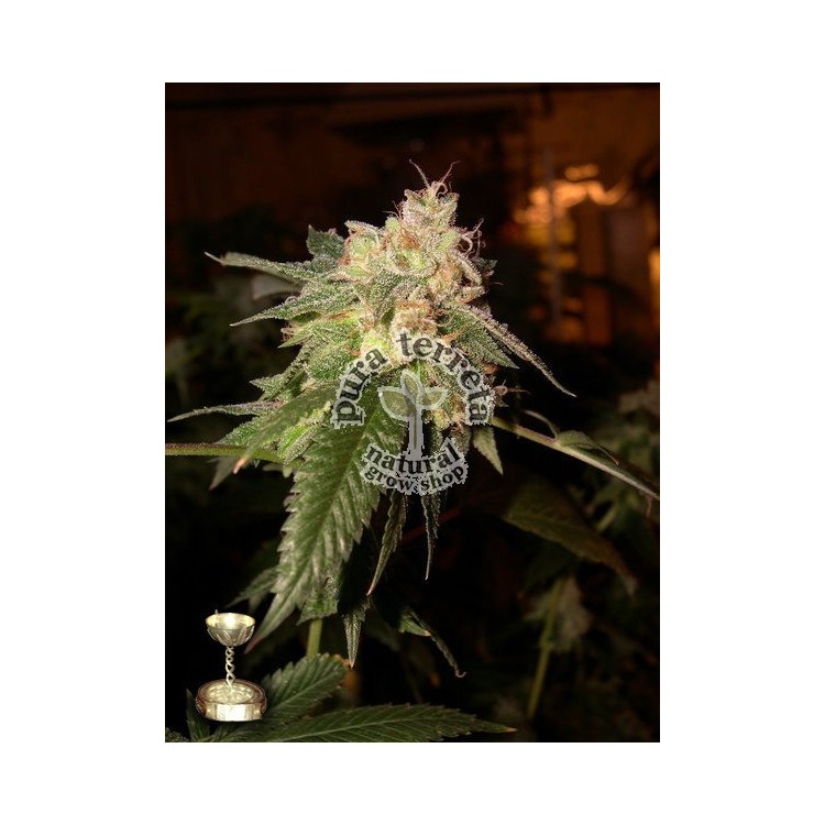 OG Kush Dna Genetics