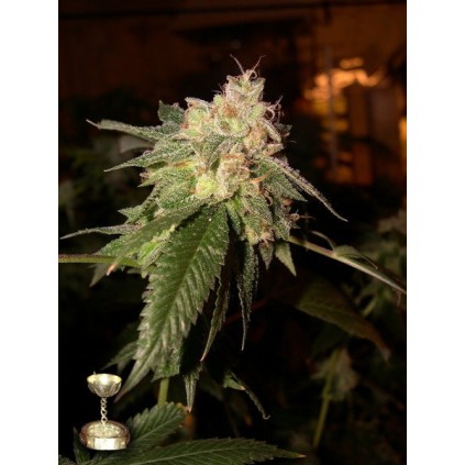 OG Kush Dna Genetics