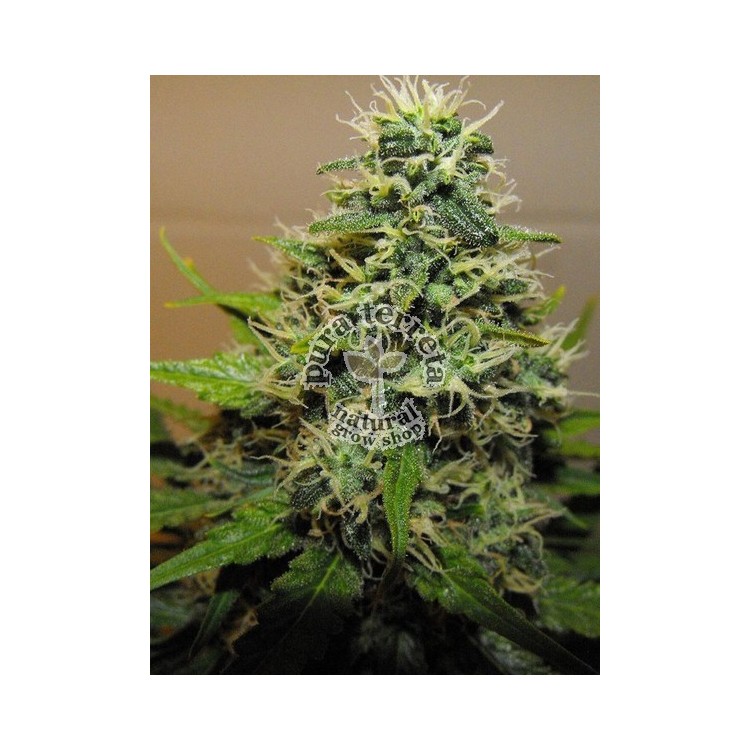 RKS Dna Genetics