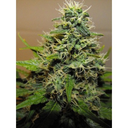RKS Dna Genetics