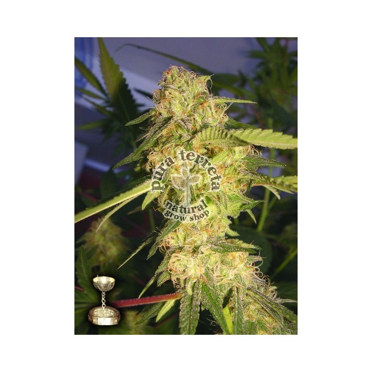 Recon Dna Genetics