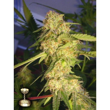 Recon Dna Genetics