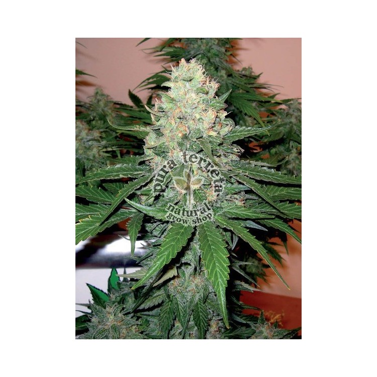 Rocklock Dna Genetics