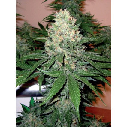 Rocklock Dna Genetics