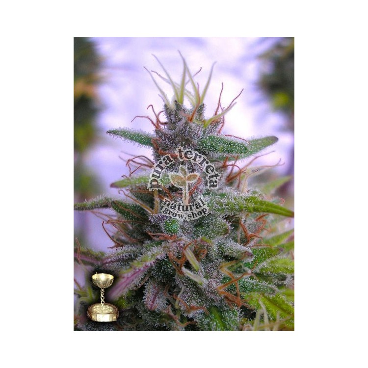 Sharksbreath Dna Genetics