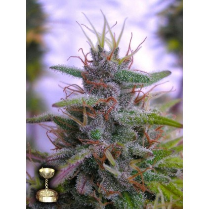Sharksbreath Dna Genetics