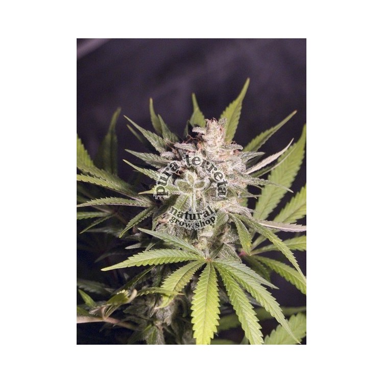 Silver Bubble Dna Genetics