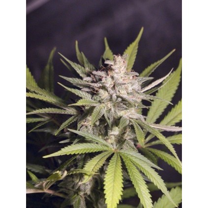 Silver Bubble Dna Genetics
