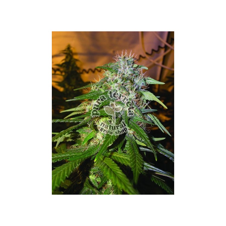 Sour Cream Dna Genetics