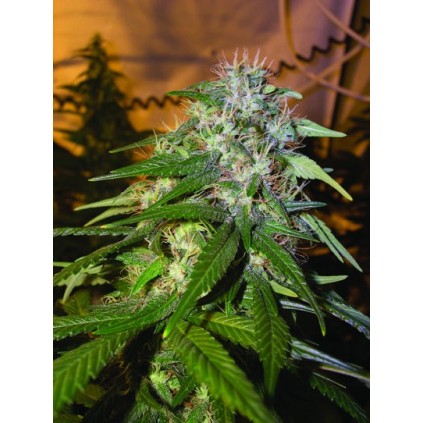 Sour Cream Dna Genetics