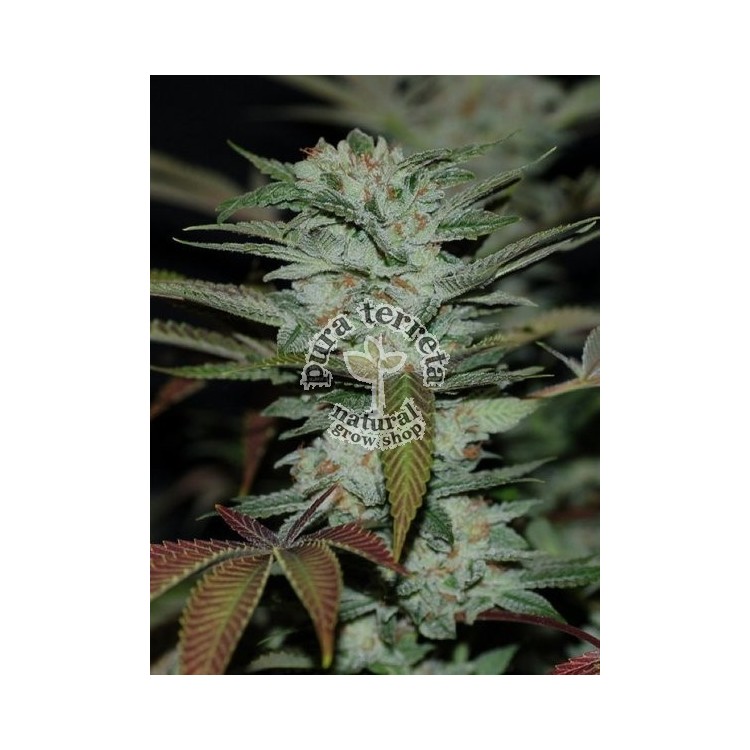 Sour Kush Dna Genetics