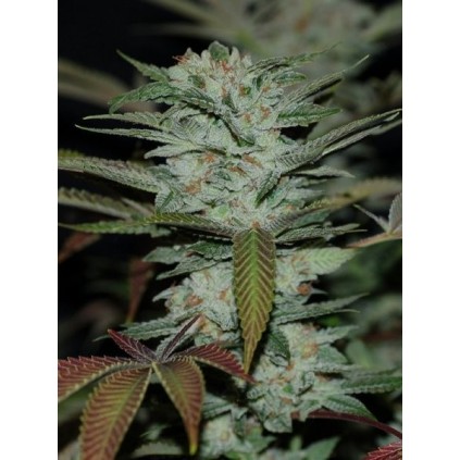 Sour Kush Dna Genetics