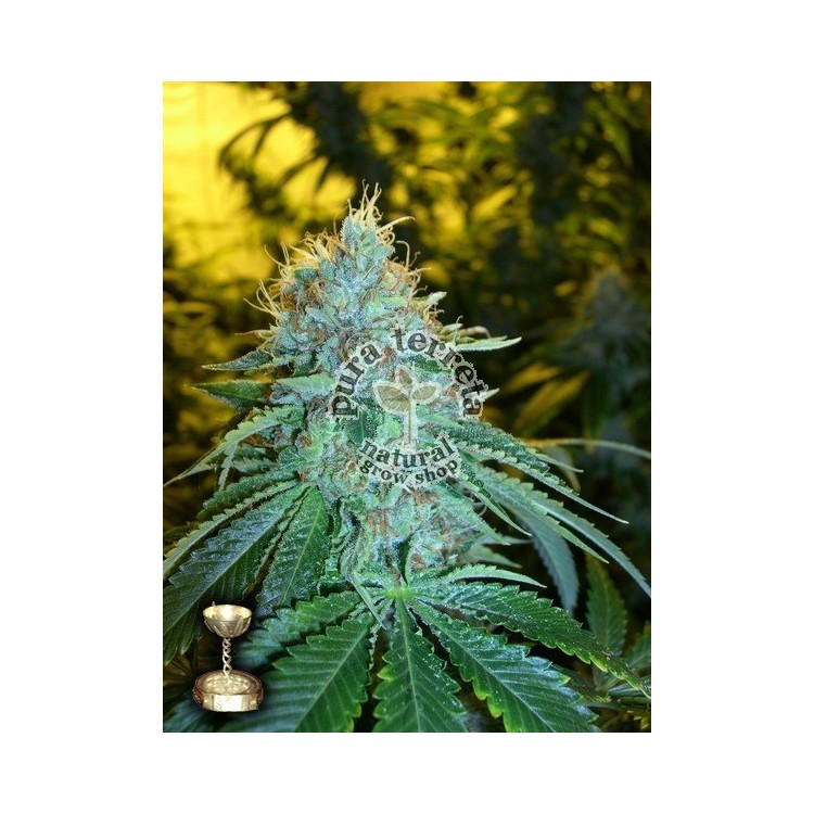 The OG 18 Dna Genetics