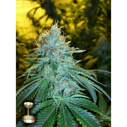 The OG 18 Dna Genetics