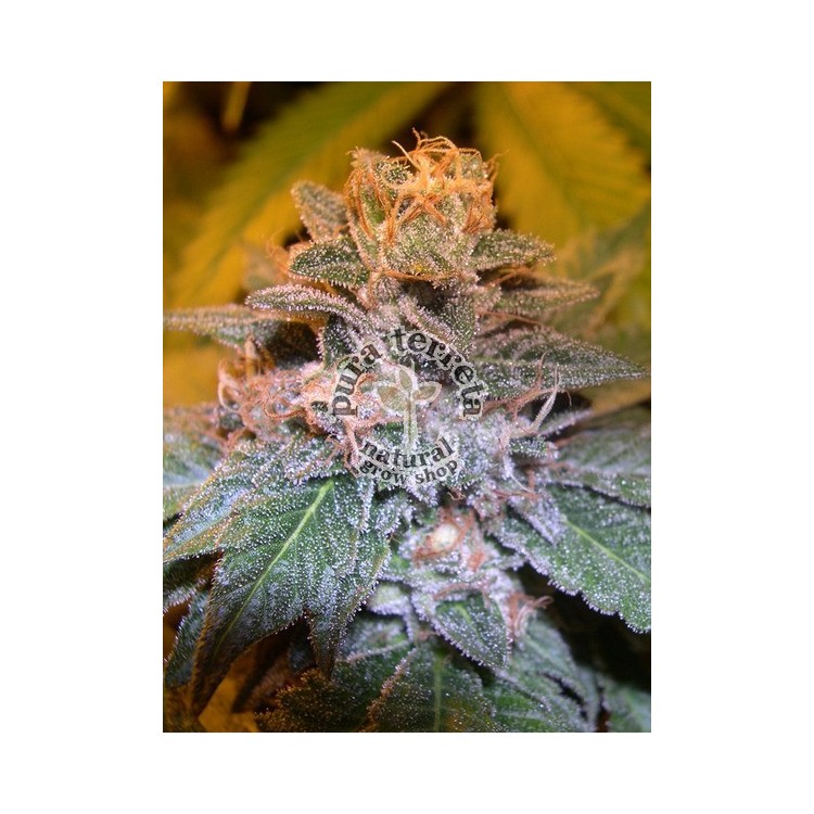 Tora Bora Dna Genetics