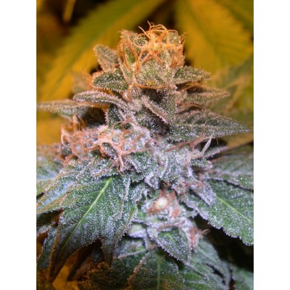 Tora Bora Dna Genetics
