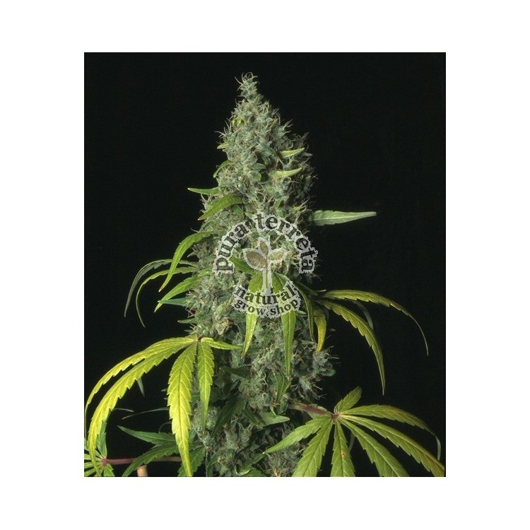 S.A.G.E. T.H.Seeds