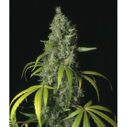 S.A.G.E. T.H.Seeds
