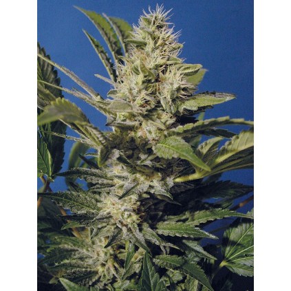 Chocolate Chunk T.H.Seeds