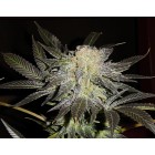 Mendocino Madness T.H.Seeds
