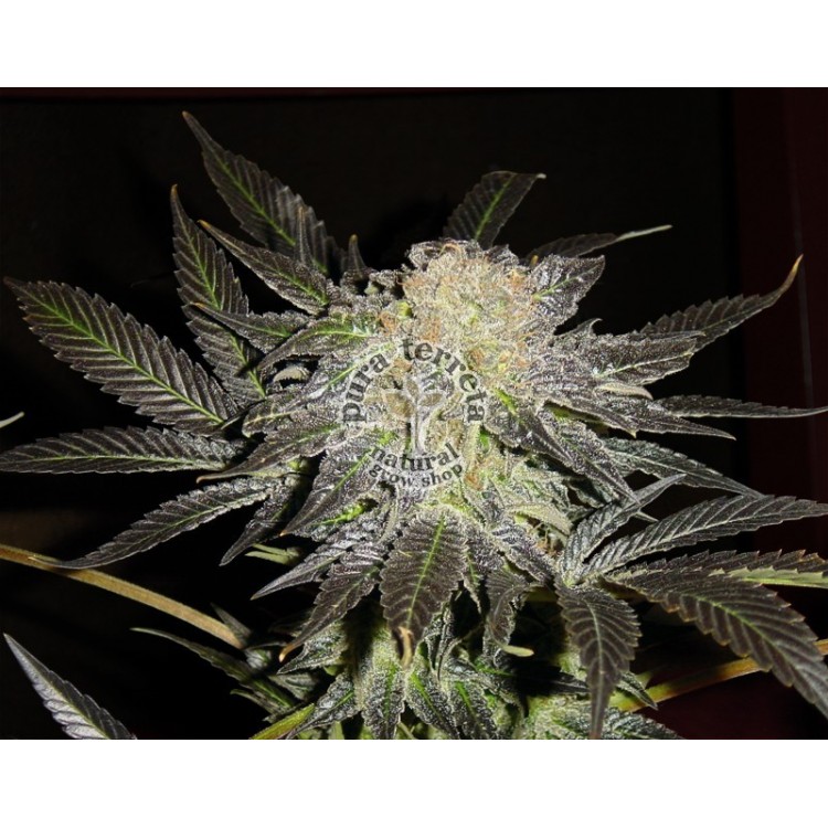Mendocino Madness T.H.Seeds