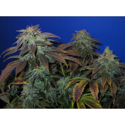 Heavy Duty Fruity T.H.Seeds