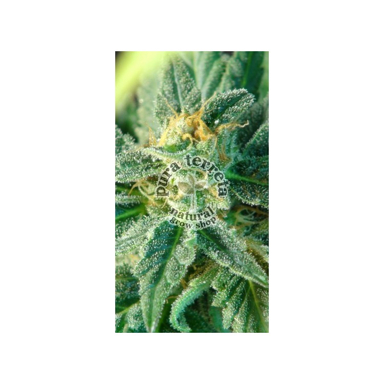 Afrodite Kannabia Seeds